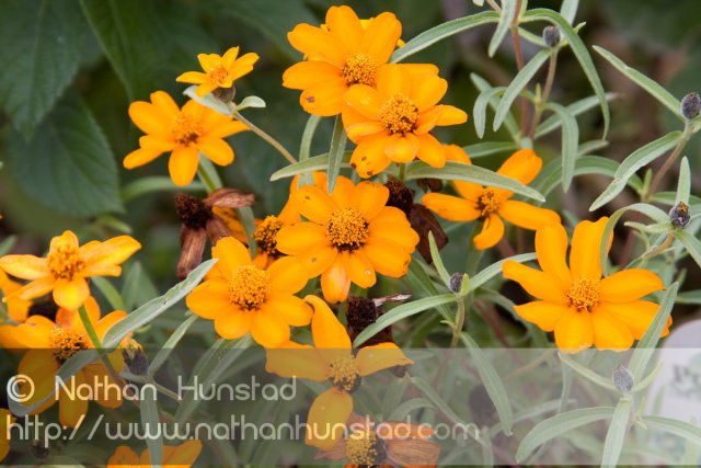 Flower_2008-10-05_IMG_2214